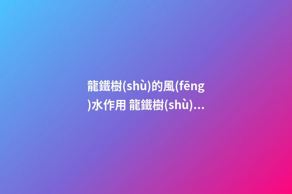 龍鐵樹(shù)的風(fēng)水作用 龍鐵樹(shù)的風(fēng)水禁忌
